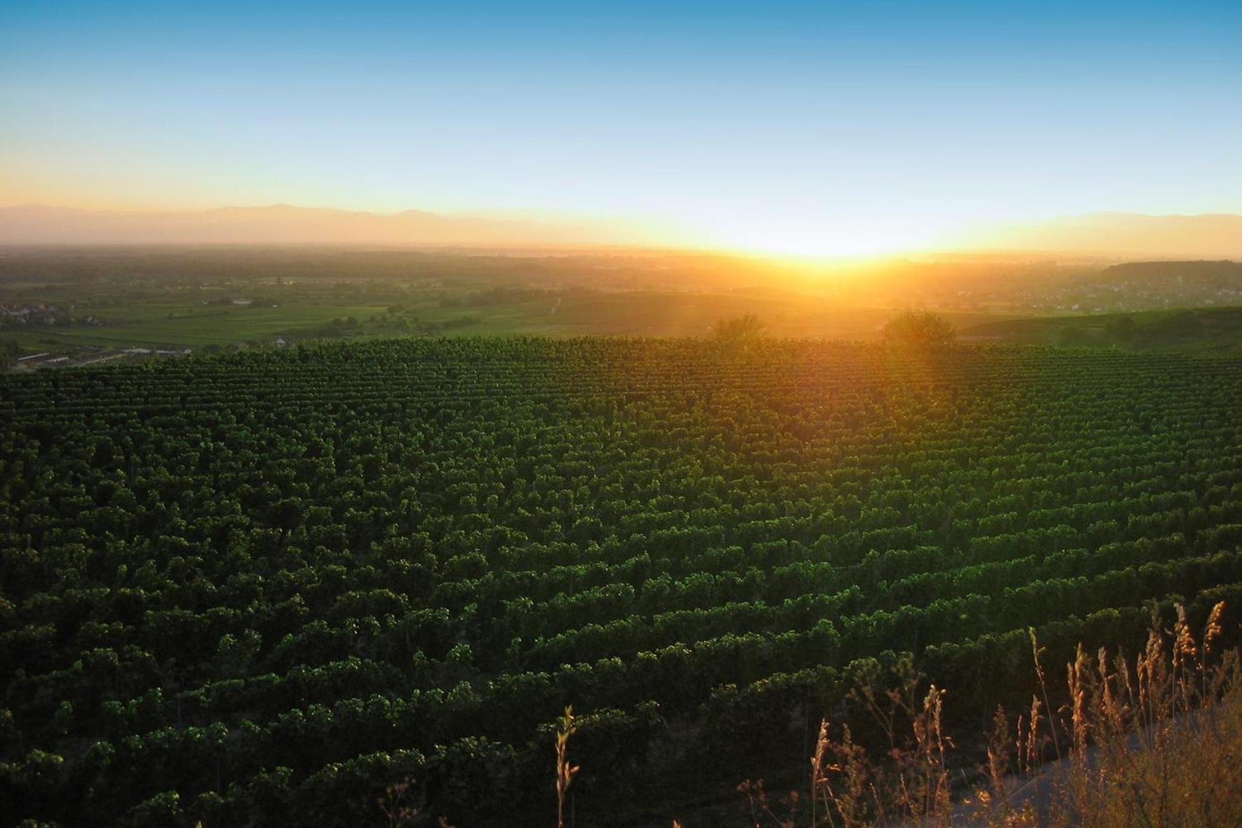 Weingut Landerer * Niederrotweil