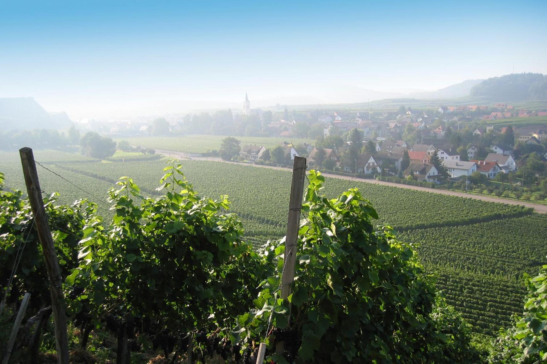 Weingut Landerer Apartment Niederrotweil