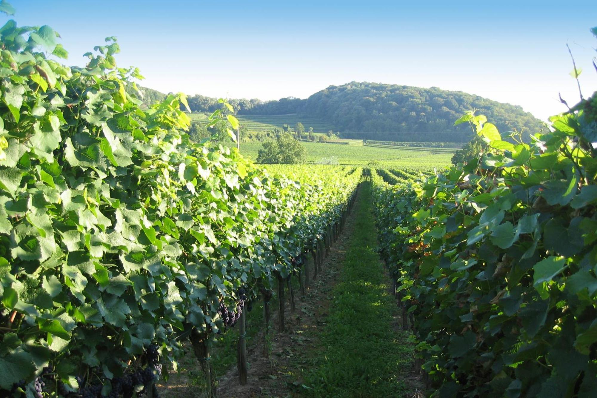 Weingut Landerer *