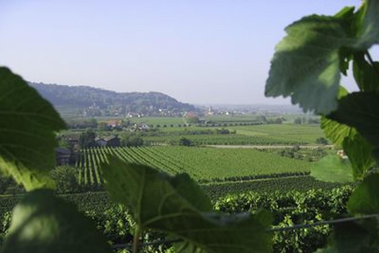 Weingut Landerer *